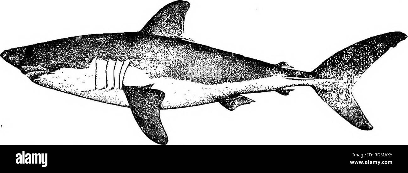 Shark porbeagle 10 hi-res stock photography and images - Alamy