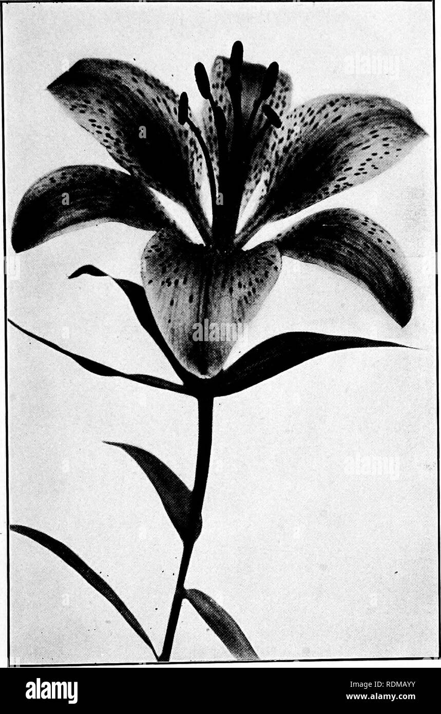 . Our garden flowers; a popular study of their native lands, their life histories, and their structural affiliations. Flowers. UPRIGHT LILY. Upright Lily. Lllium elegans. Please note that these images are extracted from scanned page images that may have been digitally enhanced for readability - coloration and appearance of these illustrations may not perfectly resemble the original work.. Keeler, Harriet L. (Harriet Louise), 1846-1921. New York, C. Scribner's Sons Stock Photo