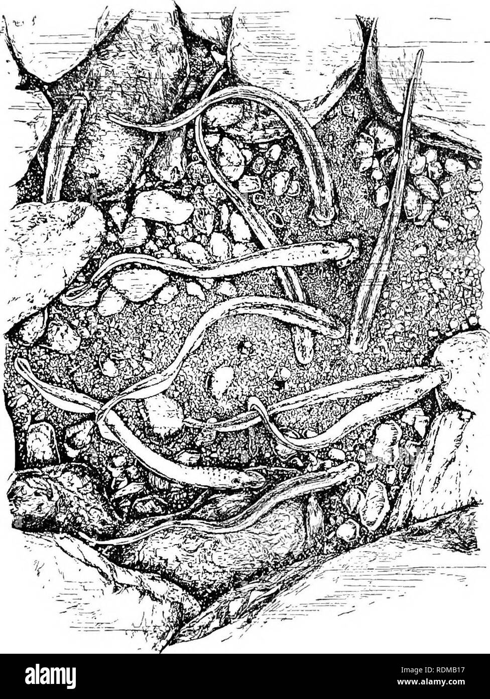 . The Cambridge natural history. Zoology. CYCLOSTOMATA 427 ment, or attached to stones by the