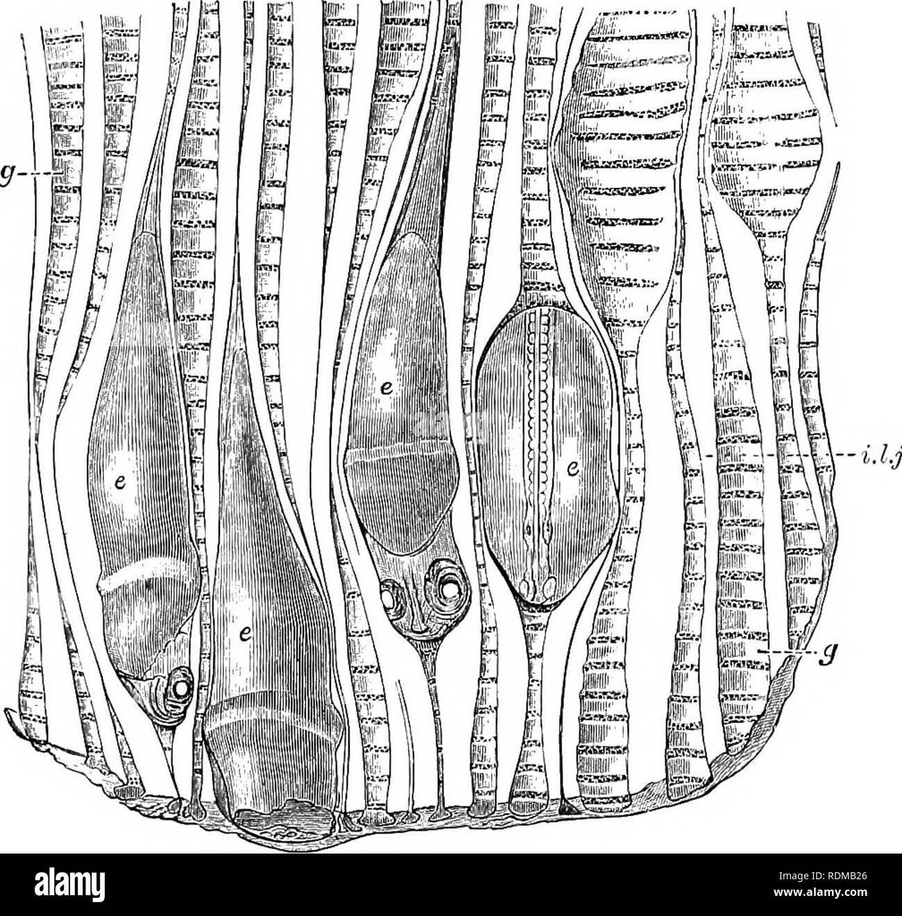 Mormyridae Hi Res Stock Photography And Images Alamy