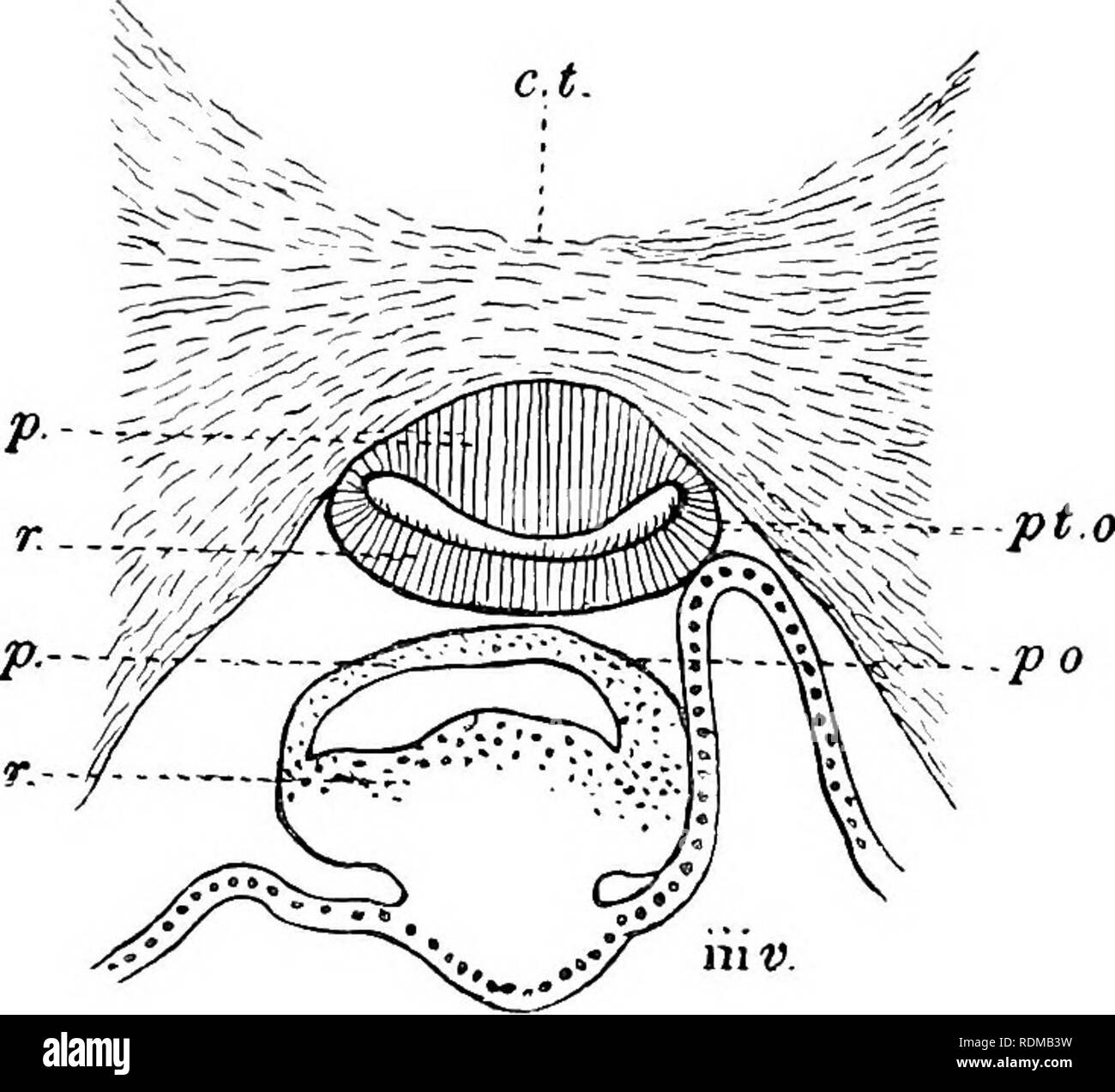 . The Cambridge natural history. Zoology. 396 FISHES CHAP. XIV depressions, but, as a rule, when one of them is present the other is absent. It is probable that both these structures were associated with sensory organs, of which one may have. Fig. 228.—Vertical section through the parietal eye and the pineal vesicle of Petro- myzon mariniKS. c.t. Connective tissue ; p, pellucida ; p.o, pineal organ ; pt,Oj parietal eye ; /•, retina ; iii i&gt;, third ventricle. (From Wiedersheim, after Stud- nicka.) been a parietal eye and the other a pineal eye. Some Teleosts (e.g. many deep-sea Scopelidae) h Stock Photo