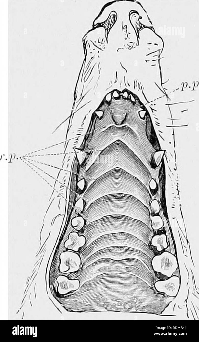 . The Cambridge natural history. Zoology. MOUTH AND TONGUE 6i be t'ouiul at least traces of more cusps. Now in some of them we may be dealing with instances of a complete tooth change ; the suppression, save for one tooth, which is found in Marsupials, was probably not developed in at least some of these early mammals. The simplicity may therefore ha^'e been preceded by complexity, and may have been merely an adaptation to an insectivi ir(3us diet. Alimentary Canal.—The moutli of the :Iammalia is remark- able for the fact that with a few exceptions, such as the Whales, there are thick and fle Stock Photo