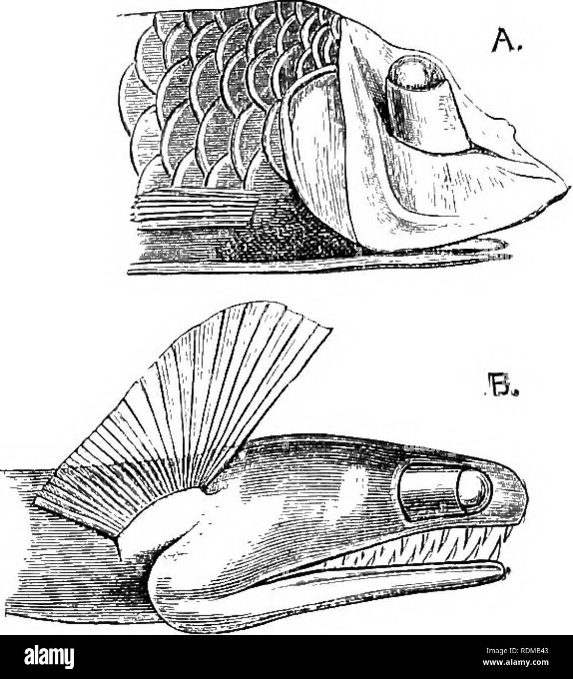 . The Cambridge natural history. Zoology. SENSE-ORGANS 395 blind. Amongst other blind Fishes Amllyopsis and TyphlicMiys (Amblyopsidae) ^ and Lucifuga (Zoarcidae) may be mentioned, the first two inhabiting the cave streams of North America, while the third has a similar habitat in Cuba. When the eyes degenerate they dwindle in size and recede from the surface. The lens and the iris wholly or partially disappear, and although it is generally recognisable the retina loses certain of its characteristic layers, or the latter are but imperfectly formed. In Myxine even the eye-muscles are absent. The Stock Photo