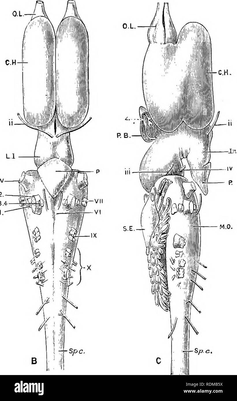The Cambridge Natural History Zoology Sp Tl Fig 217 Dorsal A Ventral B And Lateral C Views Of The Brain Of Protopterus Anneclens C Cerebellum C H Cerebral Hemisphere Jb S E Branches Of