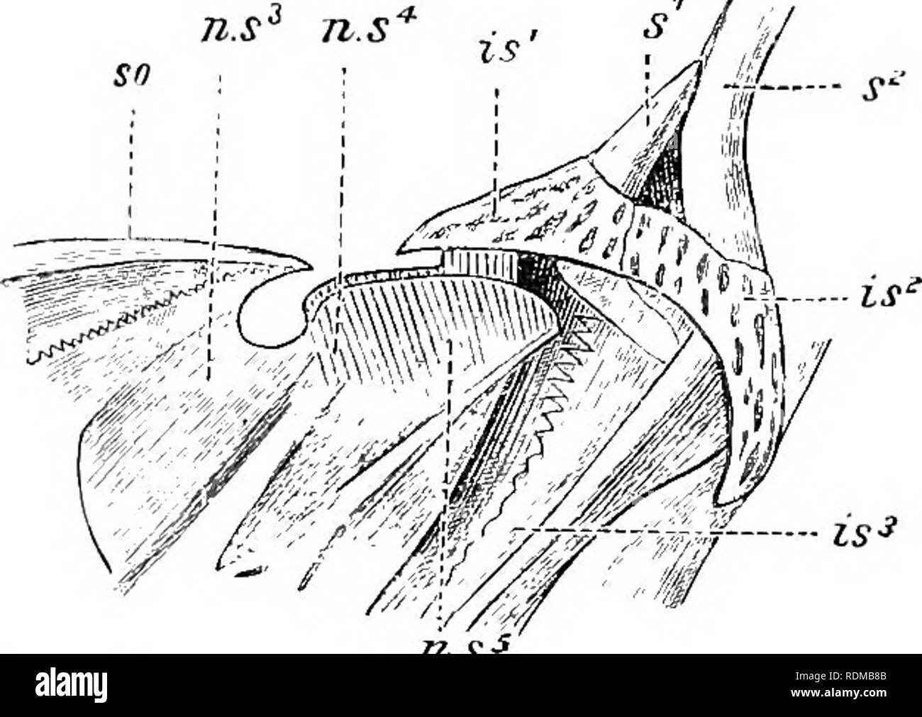 . The Cambridge natural history. Zoology. 356 FISHES. (Â«) Stridulation.â Stridulation as a method of sound-produc- tion has been recorded in many Teleosts, and one of the most interesting examples occurs in the singular Indian Siluroid, (Callomystax gagata)} In this Fish (Fig. 205) the first five vertebrae are rigidly connected with one another and with the skull, mainly through the union of the neural spines of the third, fourth, and fifth vertebrae, and their articulation with the supra- occipital bone. The united spines together form a high, laterally- compressed lamina of bone, the hinder Stock Photo