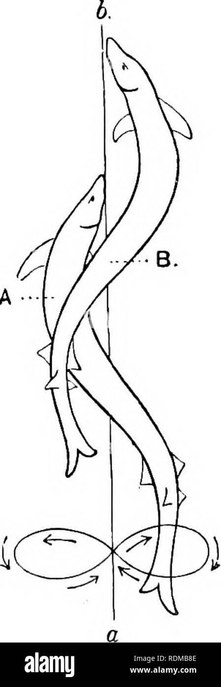. The Cambridge natural history. Zoology. LOCOMOTION 351 forced through ...