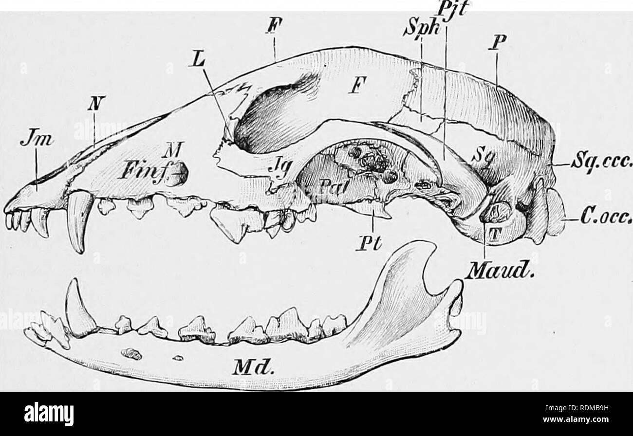 . The Cambridge natural history. Zoology. SKULL OF MAMMALS AND REPTILES •5 particularly conspicuous in the Whales and in the Edentates. In the former group the occurrence of the first intercentruiu serves to mark the separation of the caudal from the lumhar series. The number of caudals varies from three in ilan—and those quite rudimentary—to nearly fifty in Manis macrura and Micro- gale longicaiiihita. The Skull.—The skull in the Mammalia differs from that of the lower Vertebrata in a number of important features, which will be enumerated in the followinrr brief sketch of its structure.. Fig. Stock Photo