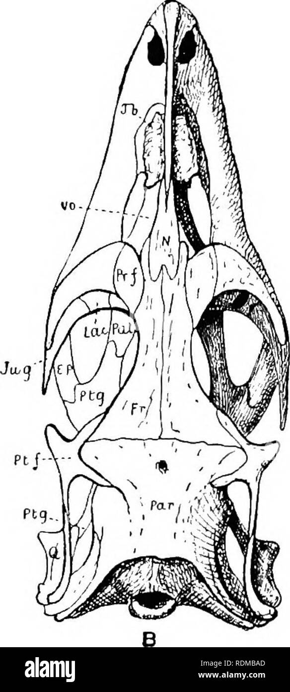 The Cambridge Natural History Zoology Fig 138 A Ventral B Dorsal View Of The Skull Of Varanus Grisms X 1 B O Basi Occipital B S Basisphenoid Col Columella Auris Or Stapedial Rod