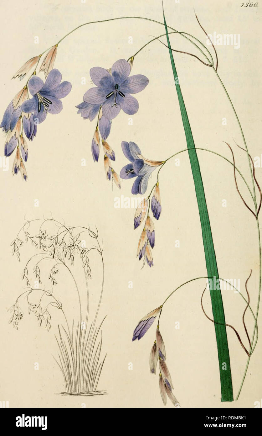 Edwards Botanical Register Or Ornamental Flower Garden And Shrubbery Plants Ornamental Great Britain Plants Ornamental Great Britain Plant Introduction Great Britain Alien Plants Great Britain Botanical Illustration