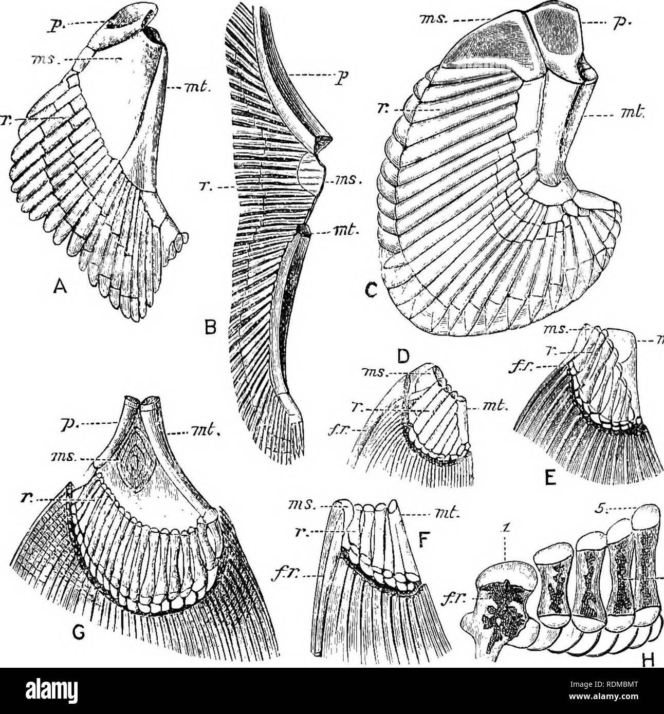 . The Cambridge natural history. Zoology. PECTORAL FINS 243 (Fig. 146, G) is uniserial, closely resembling that of the more typical Elasmobranchs.^ There are three basal elements, a pro- pterygium, a mesopterygium, and a metapterygium, each of which supports a series of partially ossified radialia. Little is. Fig. 146.—Pectoral fins of various Fishes. A, Acanihias vulgaris; B, Haia sp. ; C, Chimaera monstrosa; D, Acipenser rhyac/iaeus; E, Amia calva; F, Lepidosteus platyrhynchus; G, Polypterus hichir; H, Scdmo salvdinus. The preaxial side of each flu is to the left and the postaxial to the rig Stock Photo