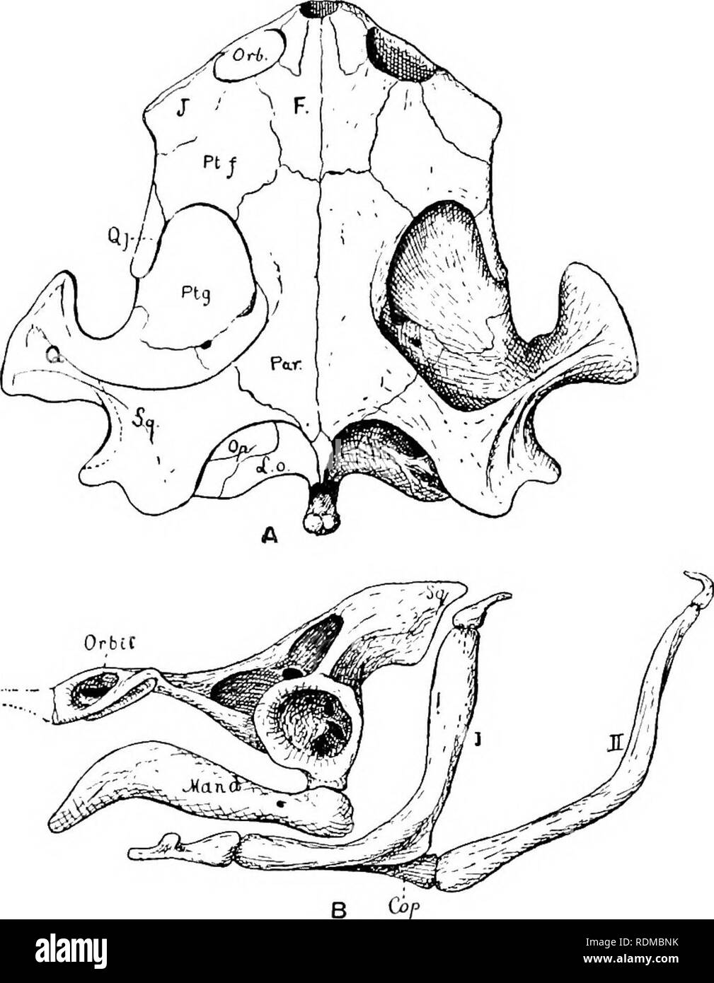 . The Cambridge natural history. Zoology. 400 CHELONIA by the froiitals. The fifth and eighth cervical vertebrae are biconvex. This family, still represented by nearly thirty species, which are divided into eight genera, is restricted to Notogaea, namely. South America and Australia. Chelys finibriata, the ' Matamata,&quot; the only species of this. Fig. 87.—Skull of Ohdysfimbriata. x 1. A, Dorsal view of skull; B, side view of skull aud hyoid apparatus. Cop, copular piece ; F, frontal ; J, jugal; L.o, lateral occipital; Maud, mandible ; Op, opisthotic ; Orb, orbit; Par, parietal; Ptf, post- f Stock Photo