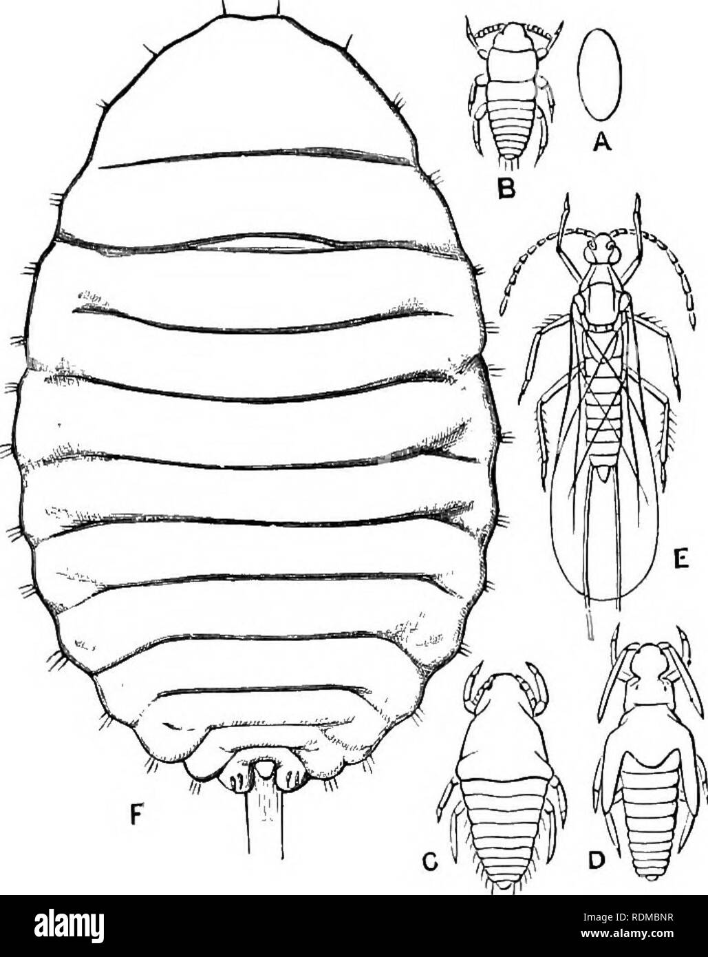 . The Cambridge natural history. Zoology. COCCIDAE—SCALEINSECTS 595