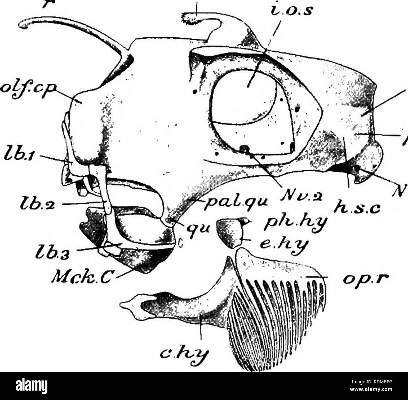. The Cambridge natural history. Zoology. SKULL 223 (ffeterodontus