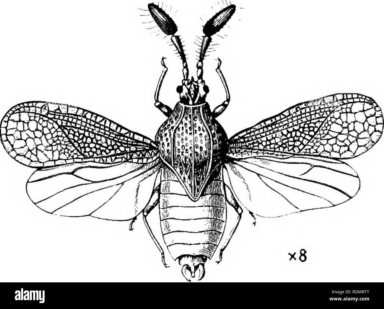 . The Cambridge natural history. Zoology. 550 HEMIPTERA-HETEROPTERA. Fig. 263. —Copium claricoriie. (After Riibsaaraen.) Europe. sculpture, which in numerous forms attains a condition of elegance well worthy of attention. There are nearly 300 species known, and in Britain we have about a score. The characters we have given above do not apply to the genus Piesma, though it is usually placed in this family; its scutel- lum is not covered, and ocelli are present. Al- though but little is known as to the nature of the lives of Tingidae, yet it was pointed out long ago by Eeaumur that a species of  Stock Photo