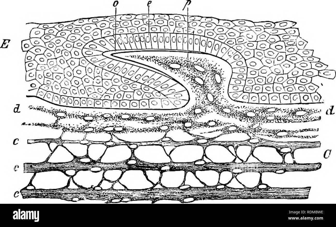 . The Cambridge natural history. Zoology. SCALES I8S In the remaining