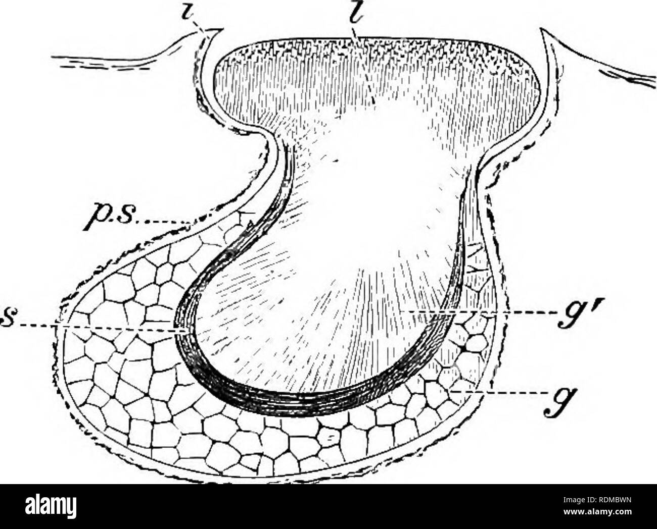 . The Cambridge natural history. Zoology. i8o FISHES 50 to 100, are arranged in transverse bands on the sides of Opostomias micripnus, and appear as small white spots on the otherwise black skin of this Fish. Each organ has the shape of a biconvex lens, sunk to about half its thickness in the skin. The inner half is formed of radially-arranged gland tubes filled with small granular cells, and converging towards the centre of the organ. Into the con- nective-tissue walls of the tubes extend blood-vessels and nerves. External to the gland tubes there is a layer of long slender cells arranged per Stock Photo