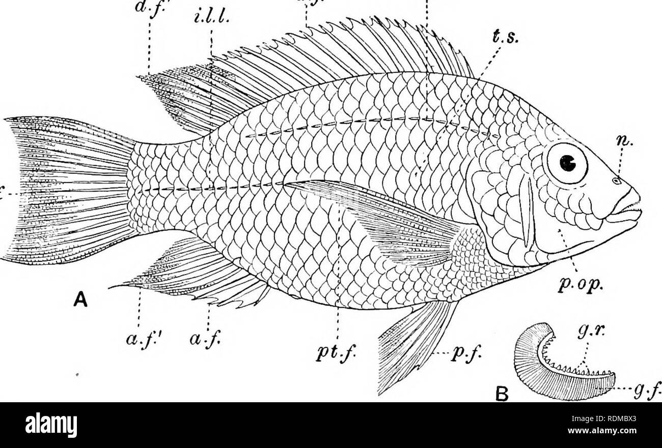 The Cambridge natural history. Zoology. 152 FISHES In Fishes the  characteristic shape of the body is more or less that of a spindle, tapering  at each end and somewhat flattened from