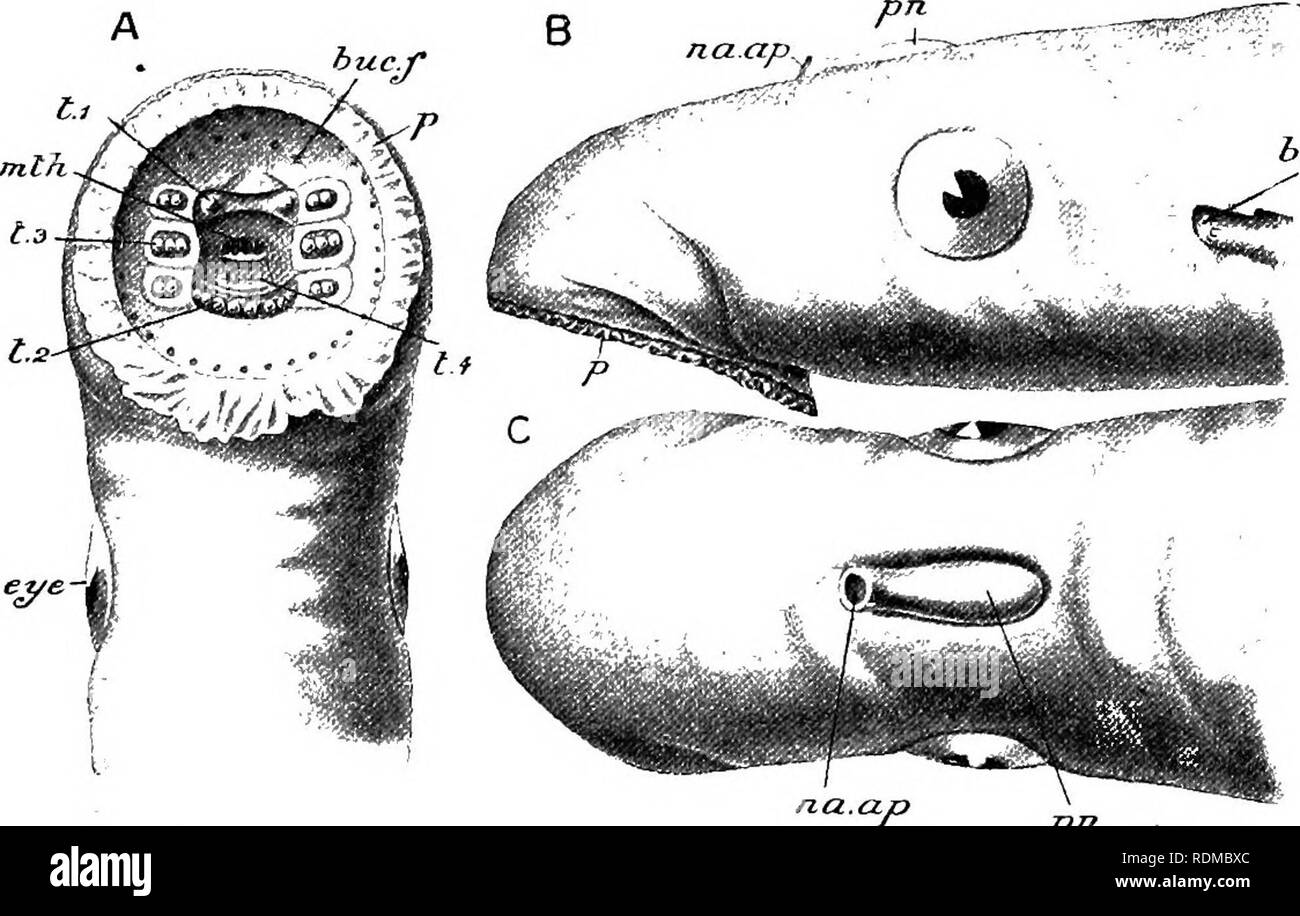 . The Cambridge natural history. Zoology. CHAPTEE VI EXTERNAL CHARACTERS OF CYCLOSTOMATA AND OF FISHES EXTERNAL CHARACTERS COLORATION POISON GLANDS AND POISON SPINES PHOSPHORESCENT ORGANS. In all the Cyclostomata the body is Eel-like in shape, the head and trunk being nearly cylindrical, and the tail somewhat flat- tened from side to side. In Petrnmyzon the head terminates in a. hr.cl.i pn. Fig. m.—Petromyzo7i mannus. A, ventral ; B, lateral ; and C, dorsal, view of the head hr.d.l, First branchial cleft; iuc. f, buccal funnel; eye, the eye ; mth, mouth ; na.a-p, nasal aperture ; p, papillae ; Stock Photo