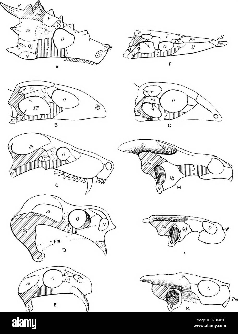 . The Cambridge natural history. Zoology. Fig. 54.—Diagrams of skulls, showing especially the composition of the bony arches of the orbito-temporal region. A, C, D, E, Theeomoepha. A, Elginia, p. 305 ; C, Cynognathus, p. 306 ; D, Gordonia, p. 310 ; E, JJicynodon, p. 310. B, G, Peosaueia. B, Sphenodon, p. 294; G, Palaeohatteria, p. 291. F, Crocodilia, p. 434. / H, I, K, Chelokia, p. 316. H, Ghelydra, p. 338 ; I, Chrysem,ys/-p. 346 ; K, CistudOf p. 361. E, Epiotic; F, frontal; IT, infratemporal fossa; J, jugal, shaded vertically ; L, lacrymal; Af, maxillary ; JV, nasal groove ; Ifa, nasal bone ; Stock Photo