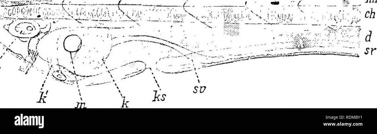 . The Cambridge natural history. Zoology. 134 CEPHALOCHORDATA up. A depression on the floor of the enteron close to the mouth mr ch ^^Is^^^piCJgErESte^iSj^iiS B l^^-l ^ ^ n ,--^1Sl^si(-ffe^.-'^&quot;^âf-' :â- ^ f- .-&quot;â ^-â. 7u *=/--./; Fig. 86.âA, young larva of Amphioxus. B, anterior end enlarged, c, Provisional tail-fin ; ch, notochord ; en, neurenteric canal ; d, enteron ; h, coelom of snout; k, club-shaped gland ; k' its external aperture ; ks, first gill-slit; m, mouth ; mr, nerve-tube; np, neuropore ; sv, sub-intestinal vein; w, pre-oral pit. (After Hatschek.) aa, ^P se. Please note Stock Photo