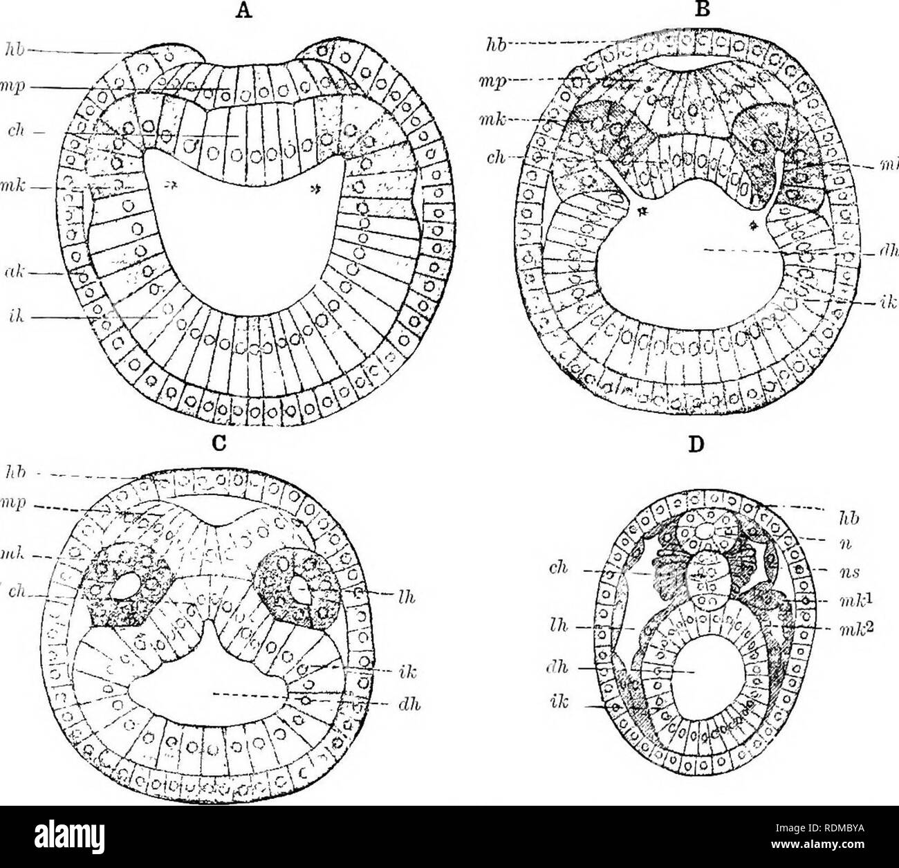 The Cambridge Natural History Zoology 132 Cephalochordata Chap Of Diverticula Which Are The Enterocoeles Or Coelomic Pouches And Give Rise To The Mesoblastic Somites Fig 84 B And C Mk The