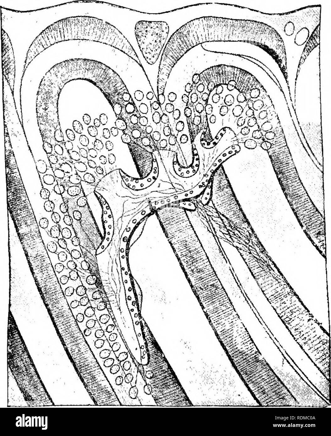 . The Cambridge natural history. Zoology. 126 CEPHALOCHORDATA CHAP. pharynx (Fig. 71, hr.f). There are, however, a large number (about 100 pairs) of minute nephriclia, discovered (1890) by Weiss and by Boveri independently, lying at the sides of the dorsal coelomic canals above the pharynx, which must be regarded as the chief functional renal organs. These are bent tubules, partly glandular and partly ciliated, each giving off several caecal. Fig. 7S.—Branchiostoma lanceolatum. A nephridium of the left side with part of tlio wall of the pharynx, as seen alive, highly magnified. (From Willey, a Stock Photo