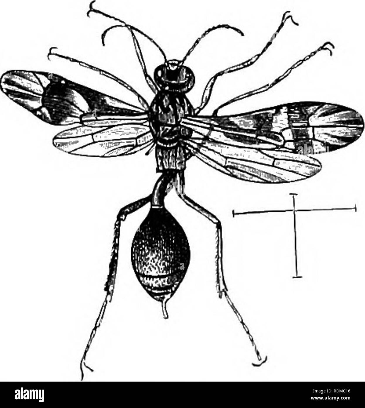 . The Cambridge natural history. Zoology. ICHNEUMON-FLIES 557 either all Hcmitehs or all Pesomaclnis. It is to be hoped that this interesting case will be fully elucidated. Although the Ichneumonidae are perhaps the most purely carnivorous of all the great families of Hymenoptera, there is nevertheless reason for supposing that some of them can be nourished with vegetable substances during a part at any rate of the larval existence, Giraud and Cameron ^ having recorded observa- tions that lead to the conclusion that some species of the genus Pimpla may inhabit galls and live on the substance,  Stock Photo