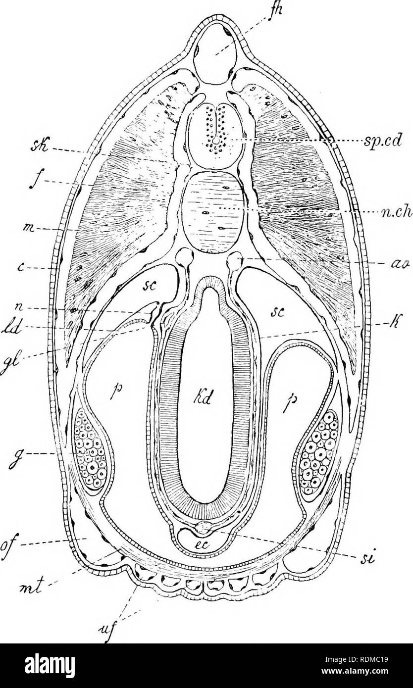 . The Cambridge natural history. Zoology. ii8 CEPHALOCHORDATA or alternate bending of the body from side to side in swimming or burrowing can be performed. There are usually, on each side,. Pig. 72.—Braiichiostoma lanceolaturn. Diagrammatic transverse section of the pharyn- geal region, passing on the right through a primary, on the left through a secondary branchial lamella. «o, Dorsal aorta ; c, dermis ; ec, endostylar portion of coelom ; /, fascia, or investing layer of myotome ; fh, compartment containing fin-ray ; g, gonad ; gl, glomerulus ; k, branchial artery ; kd, pharynx ; Id, combine Stock Photo