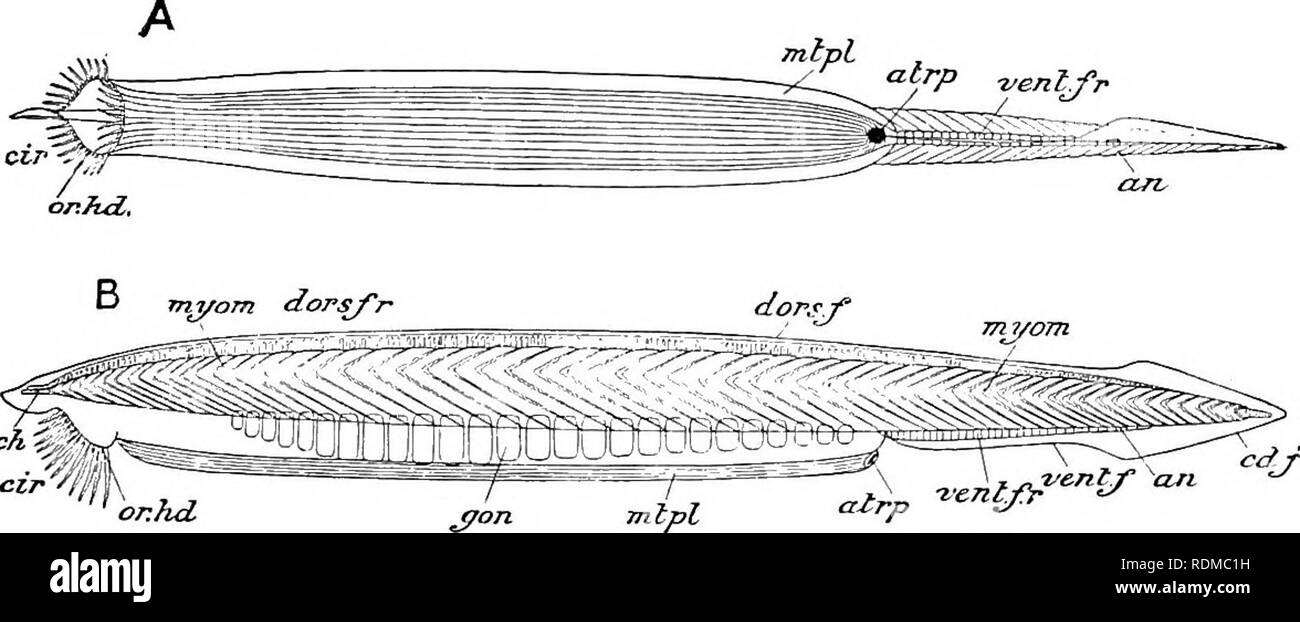 . The Cambridge natural history. Zoology. Fig. 69.—Amphioxus {Branchiostoma lanceolalum) in the Pantano at Messina. (After Willey.) thus constitute a continuous median fold around a great part of the animal (Fig. 70, B, and Fig. 71).. Fig. 70.—Branchiostoma lanceolatitm. A, ventral ; B, side view of the entire animal. an. Anus ; atrp, atriopore ; cd.f, caudal fin ; cir, eirri ; dors.f, dorsal fin ; dors.f.r, dorsal fin-rays ; gon, gonads ; intjil, metapleure ; myom, myomeres ; noli, noto- chord; or.hd., oral hood: vent.f, ventral fin; ventf.r, ventral fin-rays. (After Kirkaldy.) The surface is Stock Photo