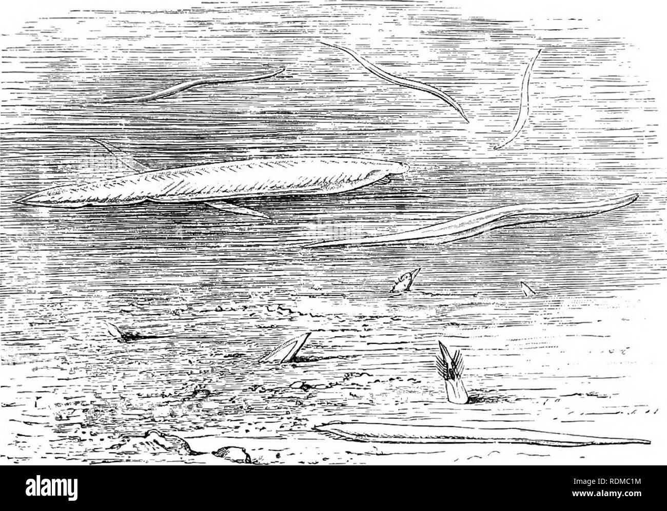 . The Cambridge natural history. Zoology. EXTERNAL CHARACTERS 115 (caudal fin, cd.f), and then forwards along the upper surface (dorsal fin, dors.f) to the anterior end of the body. These fins. Fig. 69.—Amphioxus {Branchiostoma lanceolalum) in the Pantano at Messina. (After Willey.) thus constitute a continuous median fold around a great part of the animal (Fig. 70, B, and Fig. 71).. Please note that these images are extracted from scanned page images that may have been digitally enhanced for readability - coloration and appearance of these illustrations may not perfectly resemble the original Stock Photo