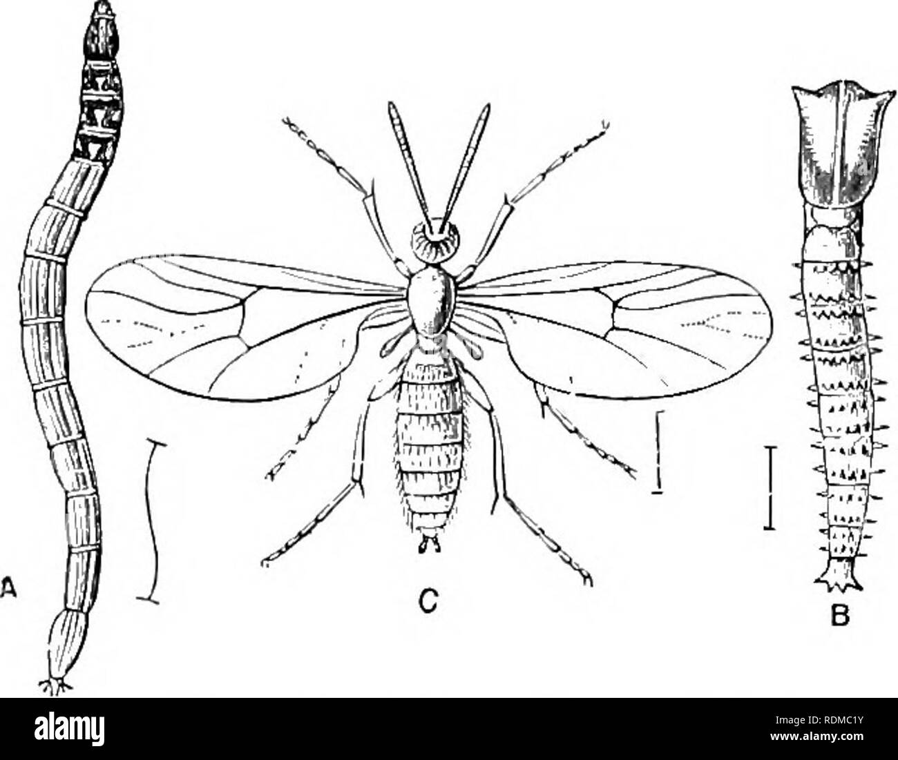 . The Cambridge natural history. Zoology. 462 DIPTERA that does not agree with the larvae of the allied families having well-marked heads (and therefore called Eucephala), nor with the acephalous maggots of Eumyiidae. Fam. 2. Mycetophilidae.—These small flies are much less delicate creatures than the Cecidomyiidae, and have more nervures in the ivings ; they possess ocelli, and freqiiently have the coxae elongated, and in some cases the legs adorned with complex arrange- ments of spines : their antennae have not whorls of hair. Although very much neglected there are probably between 700 and 10 Stock Photo