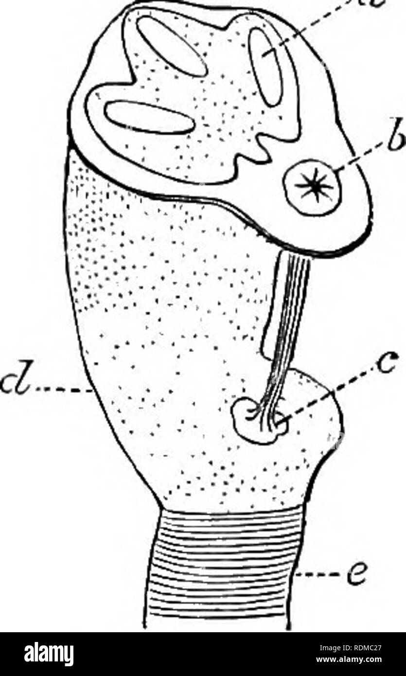 The Cambridge Natural History Zoology Larva Pupa 451 Fig 218 The Posterior Stigma Of The Larva Of Lip Ara Lucens A One Of The Three Quot Kuospeu Quot Or Lobes Bf