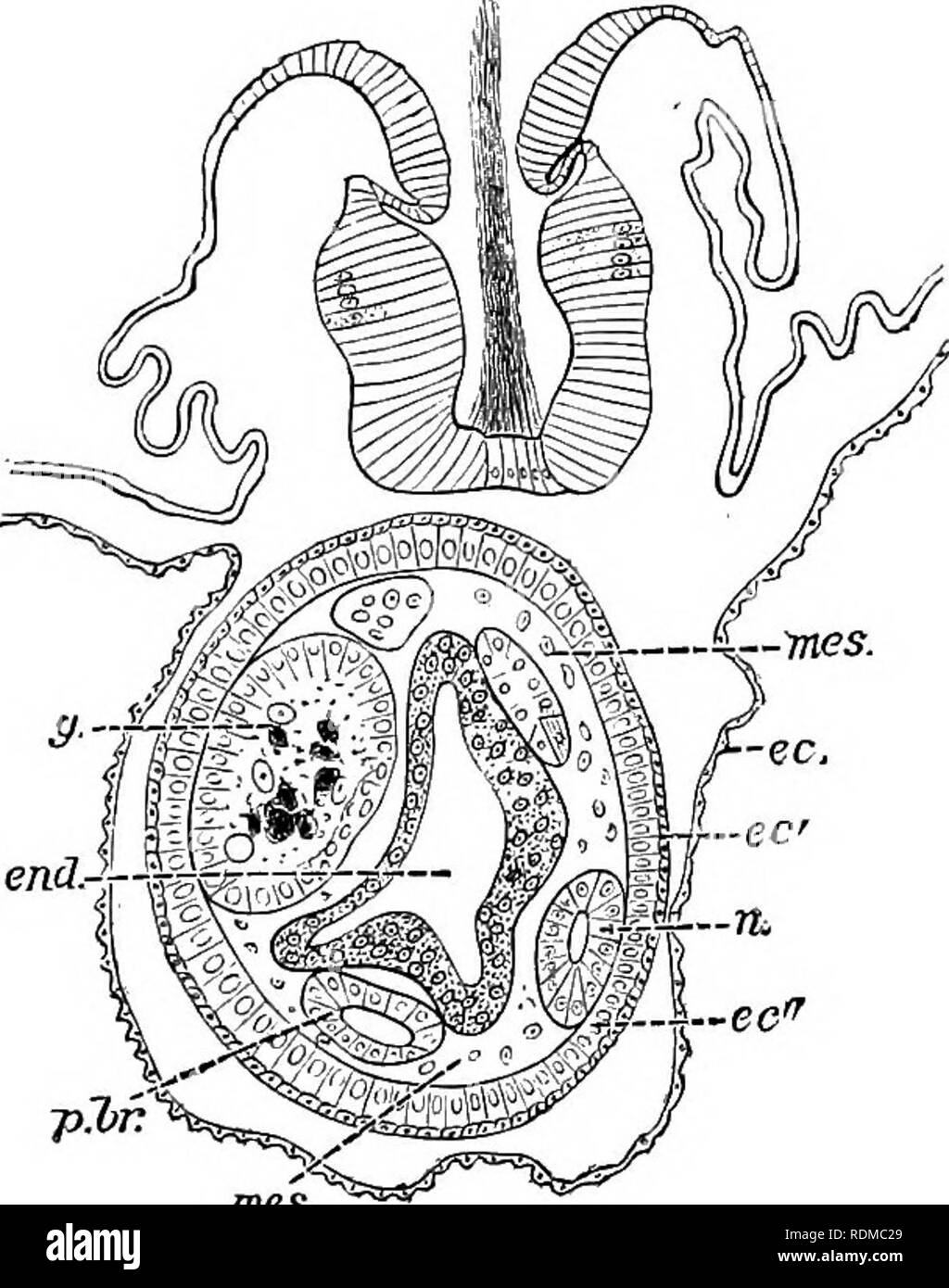 The Cambridge Natural History Zoology Taining Processes From The More Important Organs Of The Parent Body Which Give Rise To An Endodermal Tube Two Peribranchial Tubes A Neural Tube Two Blood Sinuses