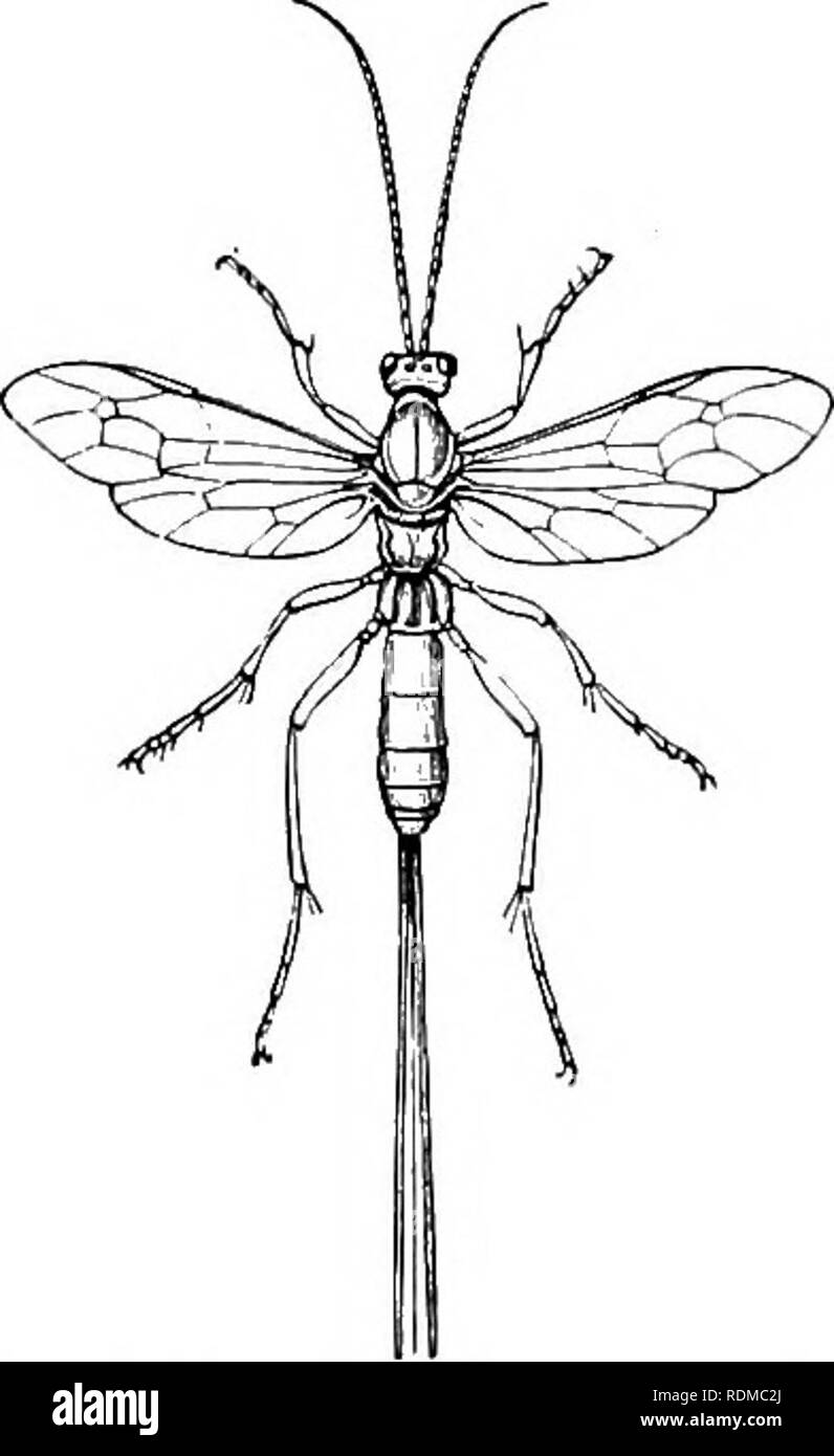 . The Cambridge natural history. Zoology. xxm PARASITICA 5SI Notwithstanding the small size of Chalcididae, their remains have been detected in the tertiary strata of both Europe and North America. Fam. IV. Ichneumonidae (Ichneumon-flies). Wings ivith a ivell-developed series of nervures and cells; the space on the front iving separating the second posterior cell from the cuiital cells is divided into two cells hy a transverse veinlet. The abdomen is attached to the lotoer or posterior part of the median segment. Larvae parasitic in habits. The Ichneumonidae form a family of enormous extent, c Stock Photo