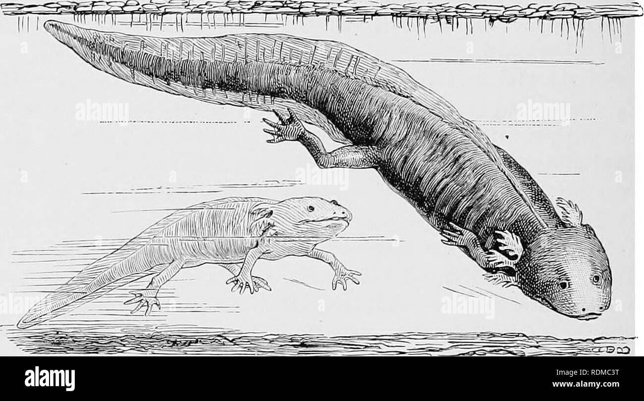 The Cambridge Natural History Zoology 112 Urodela Chap Grey The Length Of The Adult Male Is About Half A Foot The Females As Usual Being Larger Sometimes Reach The Length Of