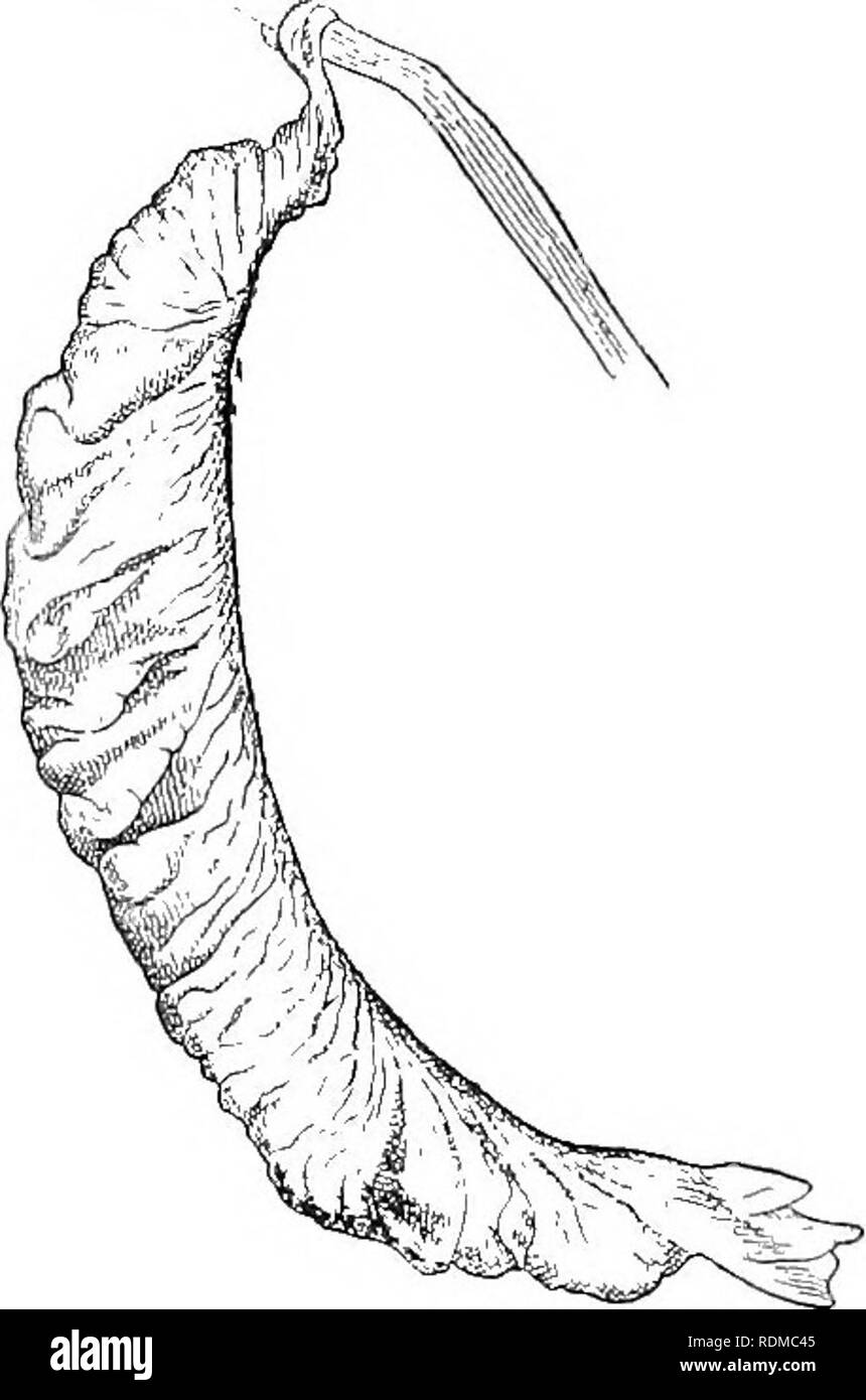 . The Cambridge natural history. Zoology. I lO URODELA. aspect the