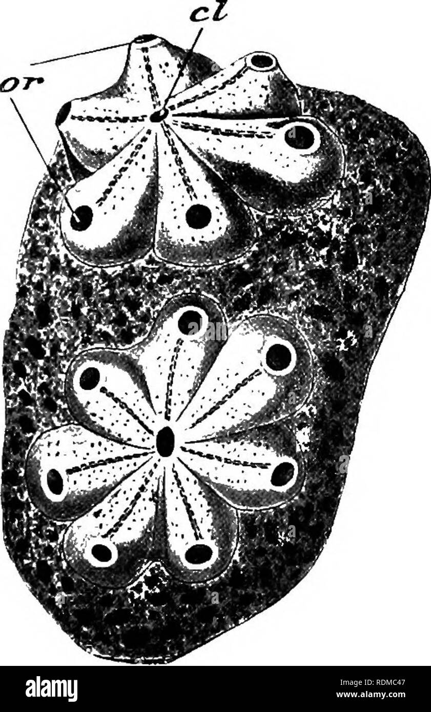 . The Cambridge natural history. Zoology. ASCIDIAE COMPOSITAE—BOTRYLLIDAE, ETC. 89 many species of both these genera, which form brilliantly coloured fleshy crusts under stones and on sea-weeds at low tide. They are amongst the commonest and the most beautiful of British Ascidians. Both genera contain species remarkable for the rich profusion of ectodermal &quot; vessels &quot; which ramify and anastomose in the colonial test. On the margins of the colony these vessels end in knob-like dilatations, the ampullae (Fig. 46, A, tl^, which are said by Bancroft to pulsate rhythmically, and so aid in Stock Photo