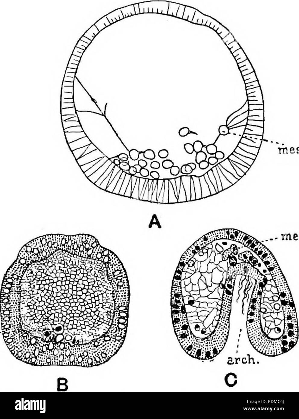 . The Cambridge natural history. Zoology. 6o4 ECHINODERMATA verted into