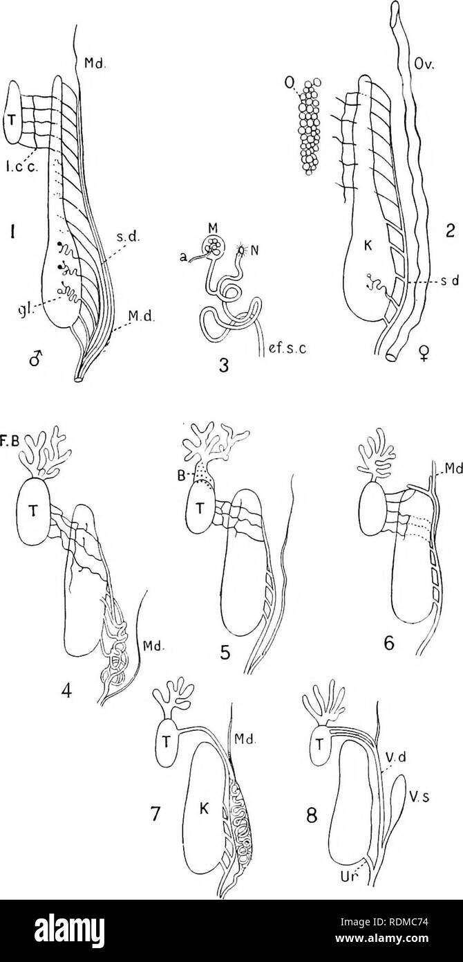 . The Cambridge natural history. Zoology. URINO-GENITAL ORGANS 49. Fig. 7.—Diagrammatic representation of .modifications of the urino-genital ducts. 1, 2, Male and female Newt; 3, a tubule of the kidney ; 4, male Rana; 5, male iJ?(/b/ 6, male iJom&amp;ma^o/* / T, Tii2i&amp; Discoglossus ; ^,rta&amp;Alytes. a, Artery entering, and producing a coil in, the Malpighian body, il; B, Bidder's organ ; ef.sx, efferent segmental canal; F.B, fat-body; gl, glomerulus; K, Iddney ; l.cr, longitudinal collecting canal; J/, Malpighian body; Md, Miillerian duct ; N, nephrostome ; 0, ovary ; Ov, oviduct; s. Stock Photo