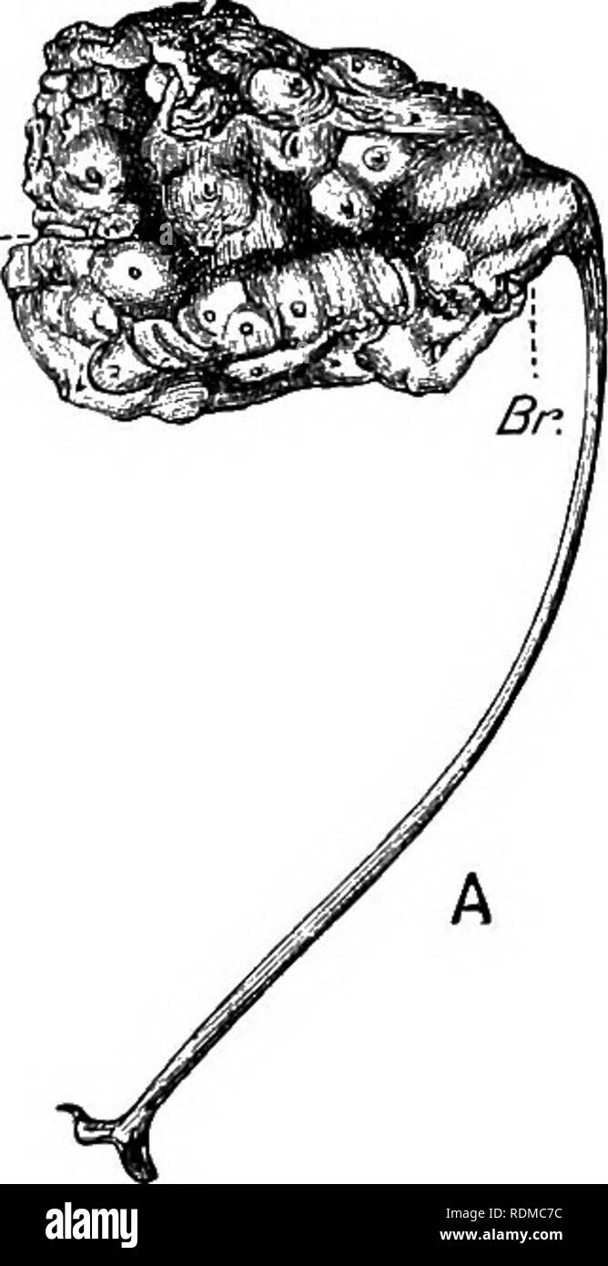 . The Cambridge natural history. Zoology. Sub-Fam. 2. Cynthiinae.—More than eight folds in branchial sac (Fig. 36, A); tentacles compound (Fig. 37, B); body sessile or with a short stalk (Fig. 39, F). The chief genns is Cynthia, Savigny, with a large nunaber of species, some of which are British. Bhahdocynthia has echin- ated calcareous spicules in the mantle (see Fig. 50, D, p. 87). Forbesella tesseUata is a remarkable British species, having the test marked out into plates (Fig. 39, B). It is intermediate in some characters between Styelinae and Cynthiinae. Sub-Fam. 3. Bolteninae.—More than  Stock Photo