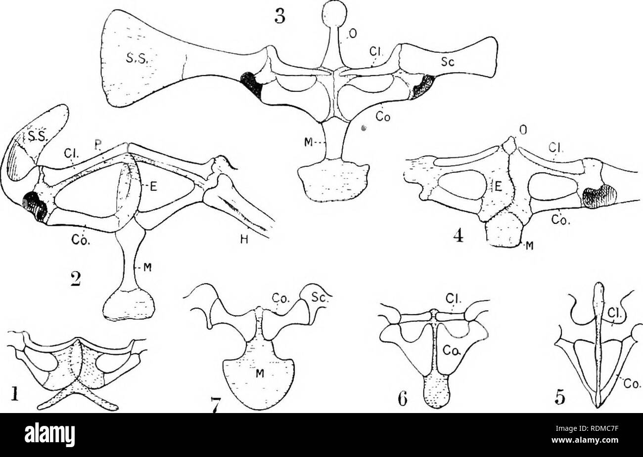 The Cambridge natural history. Zoology. SHOULDER-GIRDLE 25 and the median  symphysial luir of cartilage is lost; this is the case in Hrviisiw. The  scapula is always large and curved into tra.nsverse