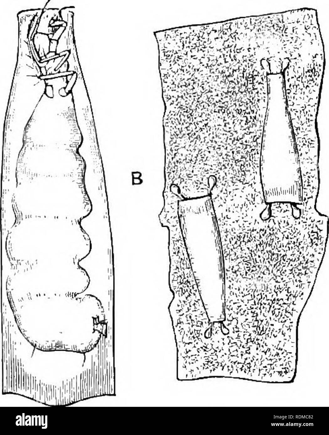 . The Cambridge natural history. Zoology. CADDIS-FLIES 485 wings, while in  Thamastes the posterior wings are absent in These anonmlies are. Fig. 330.—Oxyethira costaKs. A, Larva in case ; B, cases fastened to leaf for pupation. (After Klapalek.) of both sexes. at present quite inexplicable; and we may here mention that we are in complete ignorance as to the functional importance of many of the peculiarities of the Phryganeidae. We do not know why the mouth is reduced from the normal state, the maxillary palpi being, on the other hand, extraordinarily developed ; we do not know the importance  Stock Photo