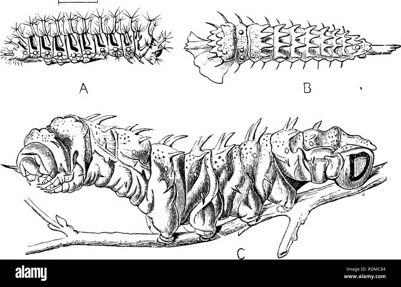 The Cambridge Natural History. Zoology. HETEROCERA SATURNIIDAE 373.