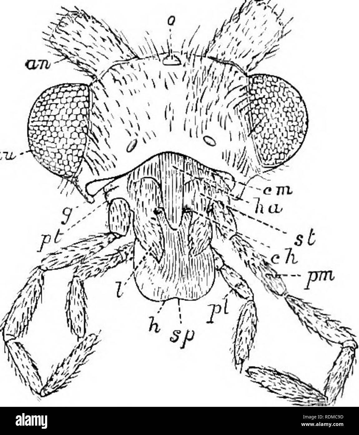 . The Cambridge natural history. Zoology. PHRYGANEIDAE 475 is large, but is nearly perpendicular in direction, and is much concealed by the elongate, free front coxae, which repose against it. The metathorax is intermediate in size between the pro- and meso-thorax ; its side-pieces are rather large, but the sternum is membranous, with a heart-shaped piece of more chitinous consist- ence in the middle, entirely covered by the middle coxae. The side-pieces both of the meso- and meta-thorax are large, and are closely connected; the middle and posterior coxae are very large, elongate, and prominen Stock Photo