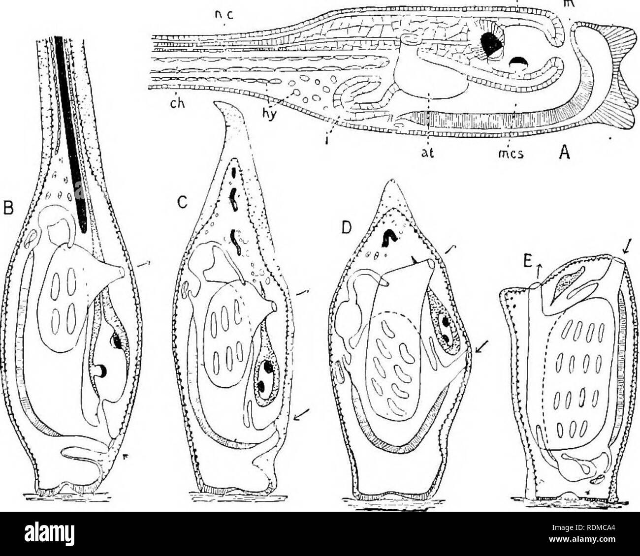The Cambridge Natural History Zoology 6o Ascidians Has Formed The Beginning Of The Muscular Body Wall The Con Nective Tissue Around The Organs And The Blood The Endostyle Has Developed As A