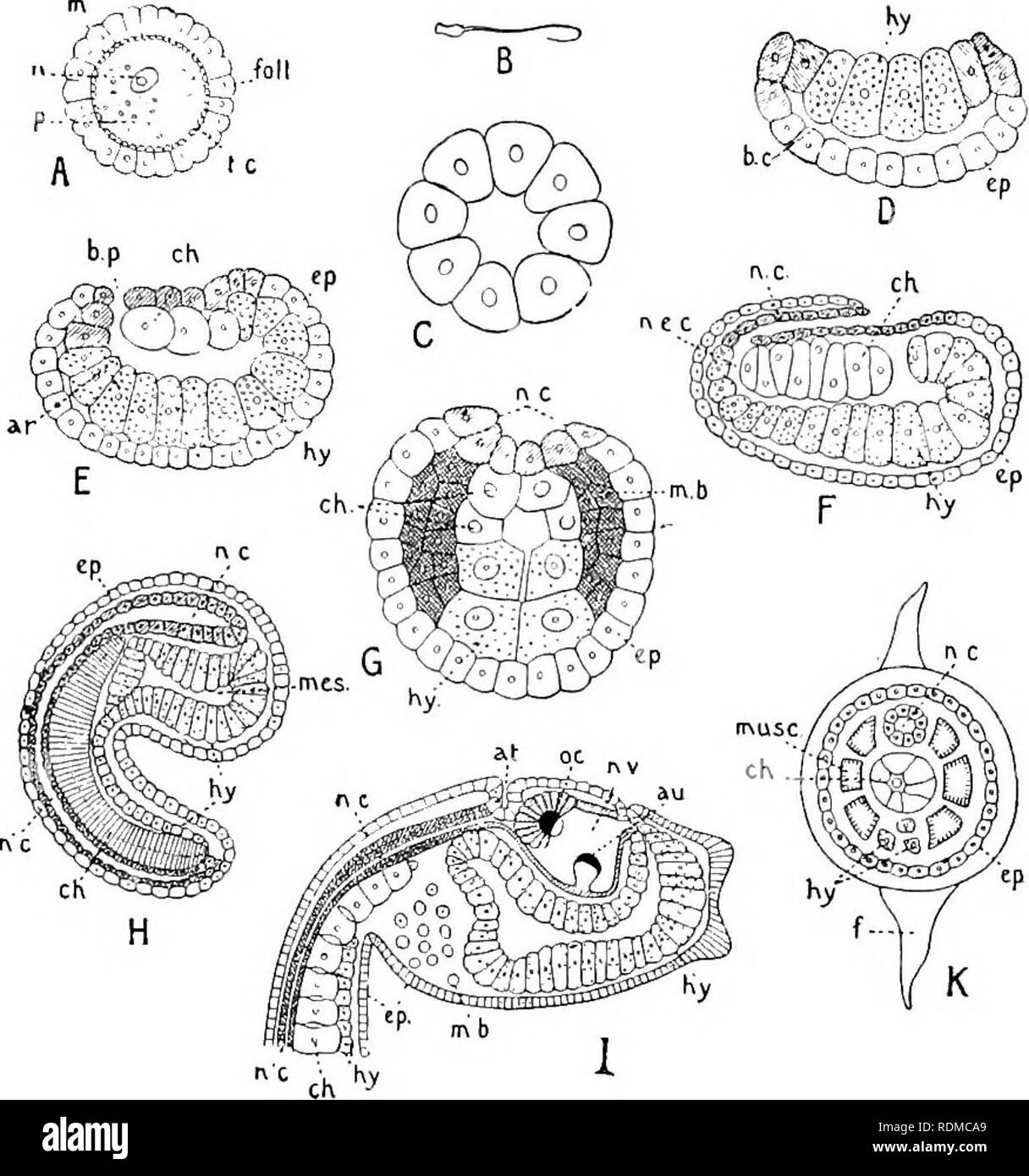 . The Cambridge natural history. Zoology. EMBRYONIC DEVELOPMENT 57 flattened, and the blastopore indicates its posterior end. Around the blastopore the large ectoderm cells form a medullary plate, along which a groove (the medullary groove), runs forwards, bounded at the sides by medullary folds which meet behind the blastopore. Underneath the posterior part of the medullary groove. Fig. 25.—Embryology of Asoidian. A, mature ovum : foil, follicle-cell ; »i, membrane ; 'rt, nucleus ; p, protoplasm ; t.i:, test-cell; B, mature spermatozoon ; C, segmentation- .stage in section to show blastocoel  Stock Photo