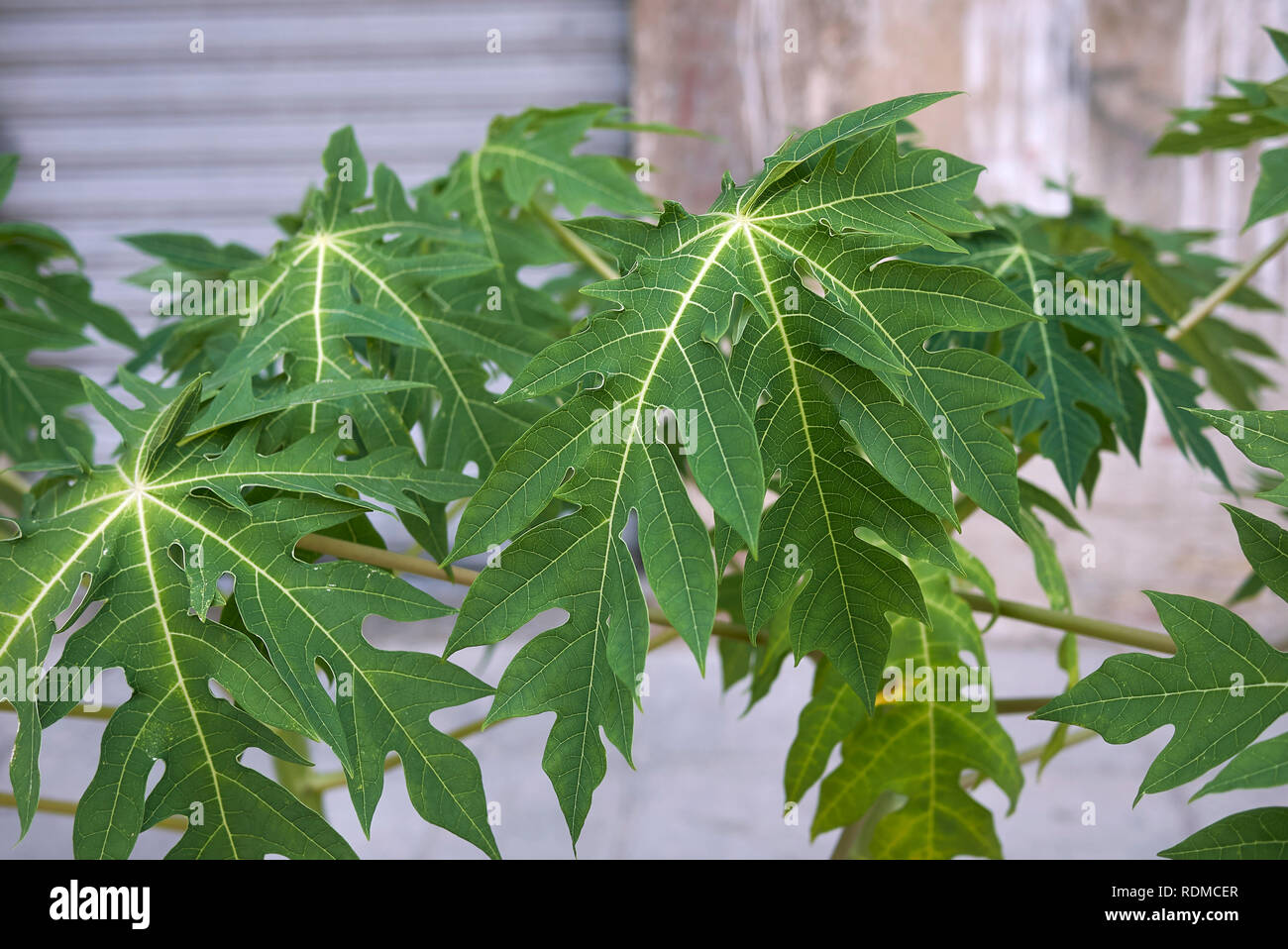 Carica papaya fresh leaves Stock Photo Alamy