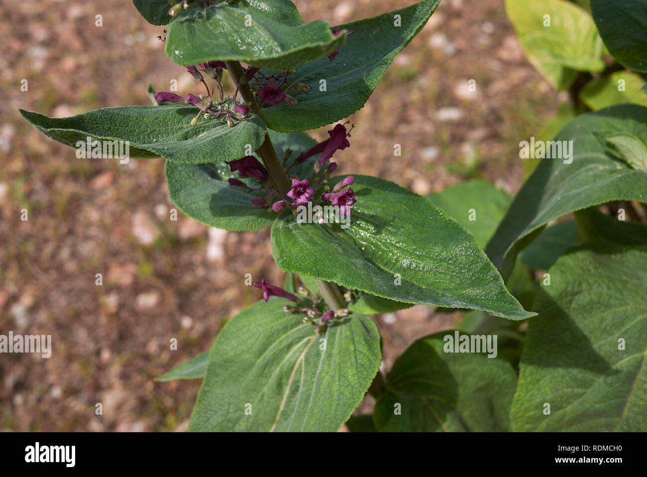 purple flower of Lepechinia hastata plant Stock Photo