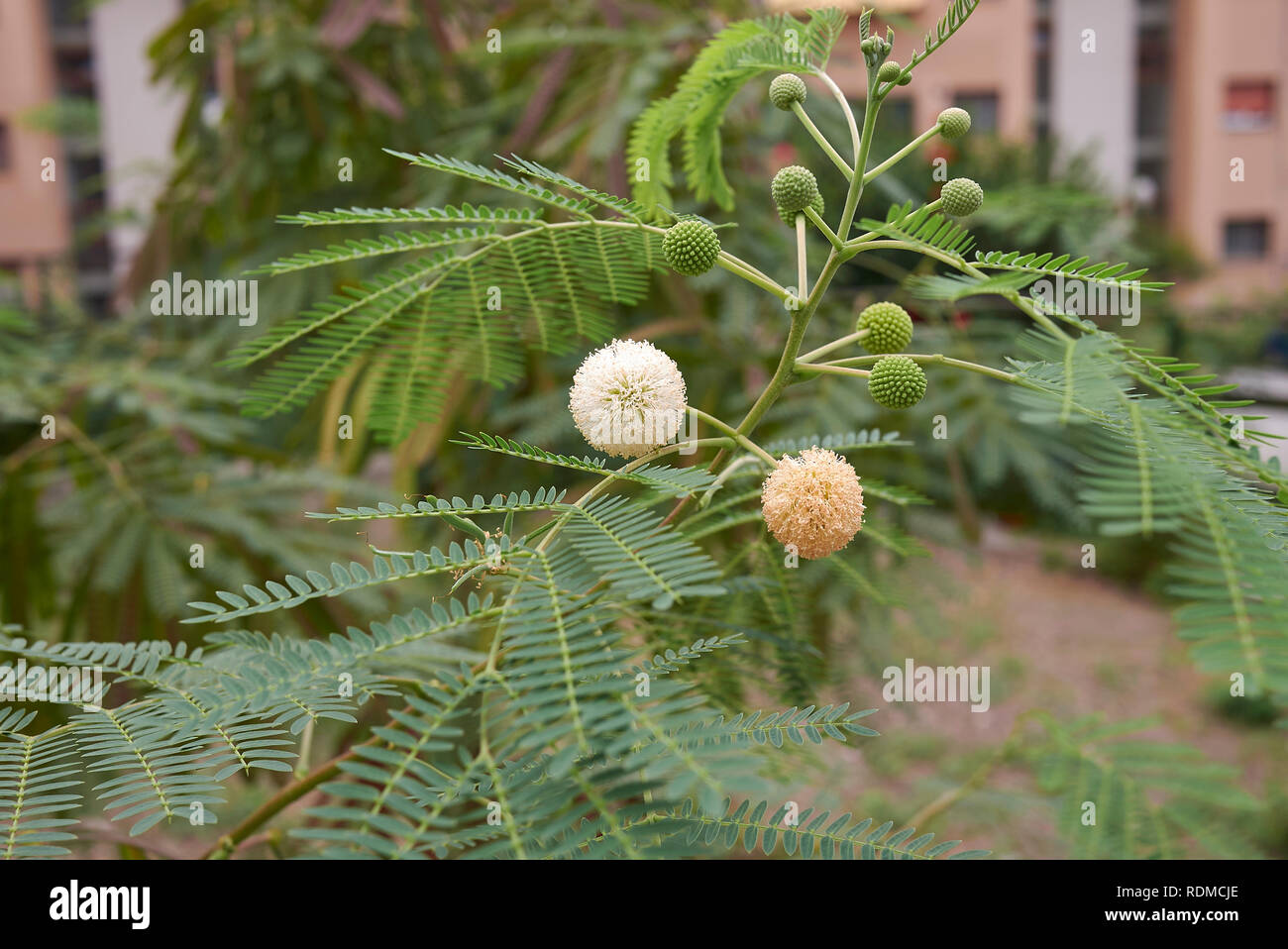 Leucaena leucocephala tree, flower and seed pods Stock Photo