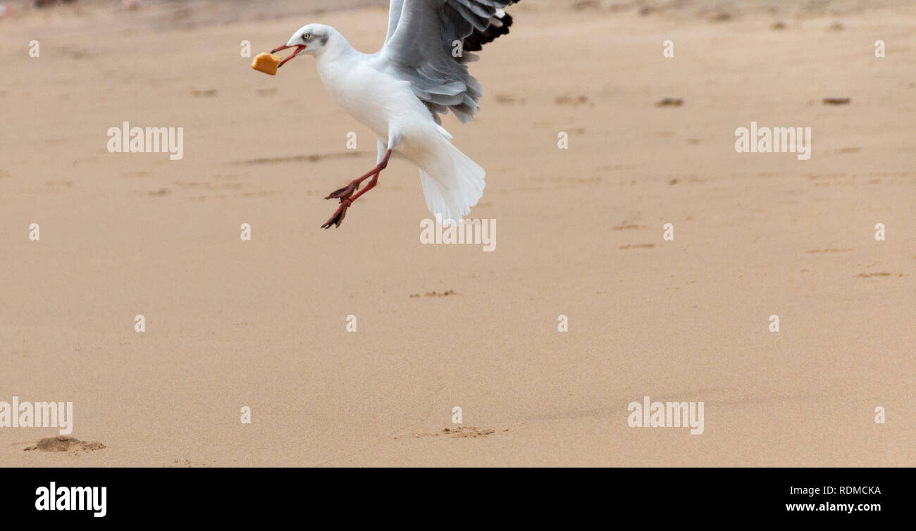 A close up view of a white and grey seagull that has picked up a piece of food in its mouth off the sand at the beach and is flying away Stock Photo